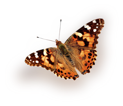 butterfly